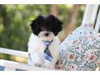 Maltipoo Puppy for sale in Kansas City, MO, USA