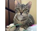 Adopt Annie a Egyptian Mau