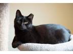 Adopt Binx a Domestic Short Hair