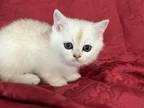 Saint British Shorthair Silver Ticked Girl