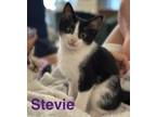 Adopt Stevie a American Bobtail, Domestic Short Hair