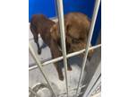 Adopt Topaz a Brown/Chocolate Mixed Breed (Medium) dog in Whiteville