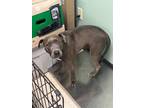 Adopt Bluey - Adoptable a Pit Bull Terrier, Mixed Breed