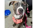 Adopt Apache a Pit Bull Terrier