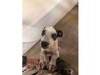 Adopt Ruthie a Australian Cattle Dog / Blue Heeler, Mixed Breed