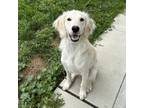 Adopt Buddy a Golden Retriever