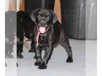 Labrador Retriever PUPPY FOR SALE ADN-818771 - AKC Labrador pup