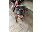 Adopt Zamboni a Boxer