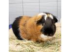 Adopt Eleven a Guinea Pig