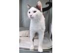 Adopt Jiminy a Domestic Short Hair