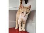 Adopt Loki a Domestic Short Hair