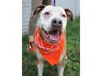 Adopt Trevor a Pit Bull Terrier