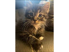 Adopt Kevin KITTEN a Domestic Short Hair