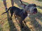 Adopt Mouse Trap a Pit Bull Terrier, Mixed Breed