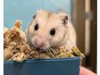 Adopt Sir Sandwich a Hamster