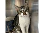 Adopt Arlo a Domestic Short Hair