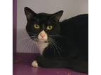 Adopt Chulin - Lap Cat a Domestic Short Hair