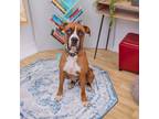 Adopt Tarragon a Boxer