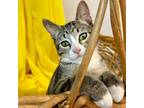 Adopt Radio a Domestic Short Hair