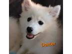 Adopt Dexter a American Eskimo Dog