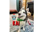 Adopt Kai Jordan Waller Your Charming Soulmate a Husky, Alaskan Malamute