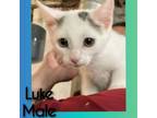 Adopt Luke a Domestic Short Hair