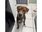 Adopt Norse a Mixed Breed