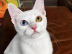 Mai Thai Odd Eyes Cat