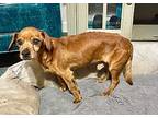 Buddy, Dachshund For Adoption In Long Beach, Mississippi