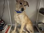 Kenji, Labrador Retriever For Adoption In Jacksonville, Florida