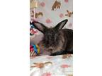 Sparkles Ann, Lionhead For Adoption In Waynesboro, Virginia