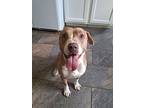 Hayden, American Pit Bull Terrier For Adoption In Germantown, Ohio