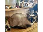 Cinder, Siamese For Adoption In Castro Valley, California