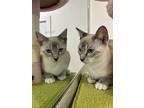 Koko, Siamese For Adoption In Santa Fe Springs, California