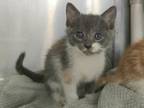 Adopt Dryad a Domestic Short Hair