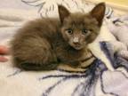 Adopt Grey Wolf a Domestic Short Hair