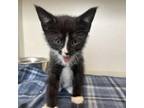 Adopt Creeper (24-2Y-1) a Domestic Short Hair