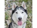 Adopt Storm a Siberian Husky