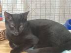 Adopt Kitten Stash a Domestic Short Hair