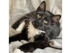 Adopt Brody a Domestic Medium Hair