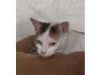 Adopt Caroline a Domestic Short Hair