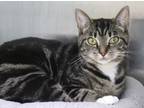 Adopt Nova Lee a Domestic Short Hair