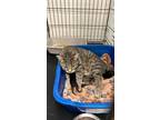 Adopt Charlie a Domestic Short Hair