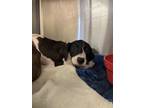 Adopt Teak a Pit Bull Terrier, Mixed Breed