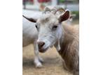 Adopt Zinnia a Goat