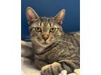 Adopt Roo a Tabby