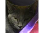 Adopt Fiona a Domestic Short Hair