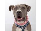 Adopt Diamond a Pit Bull Terrier