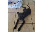 Adopt Londyn a Labrador Retriever