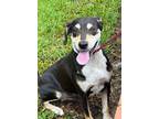 Adopt Oreo a Mixed Breed